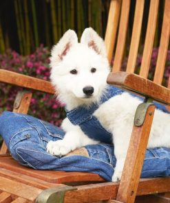 Isaacstewart.shopacde98ca6e 2