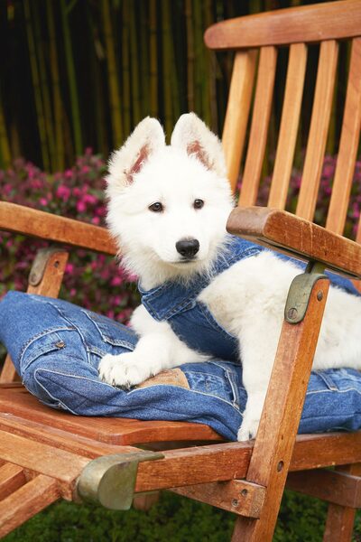 Isaacstewart.shopacde98ca6e 2